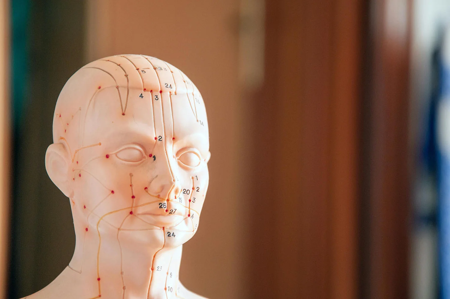 Mannequin d’acupuncture avec méridiens