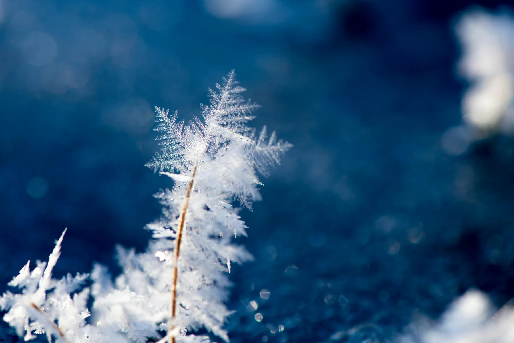 Flocon de neige sur une branche en hiver